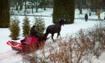 OÜ Lesta Tallid, saani ees hobune Friidom. Foto: Merle Värv